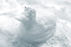 Снеговая утка